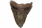 Colorful, Fossil Megalodon Tooth - South Carolina #200819-1